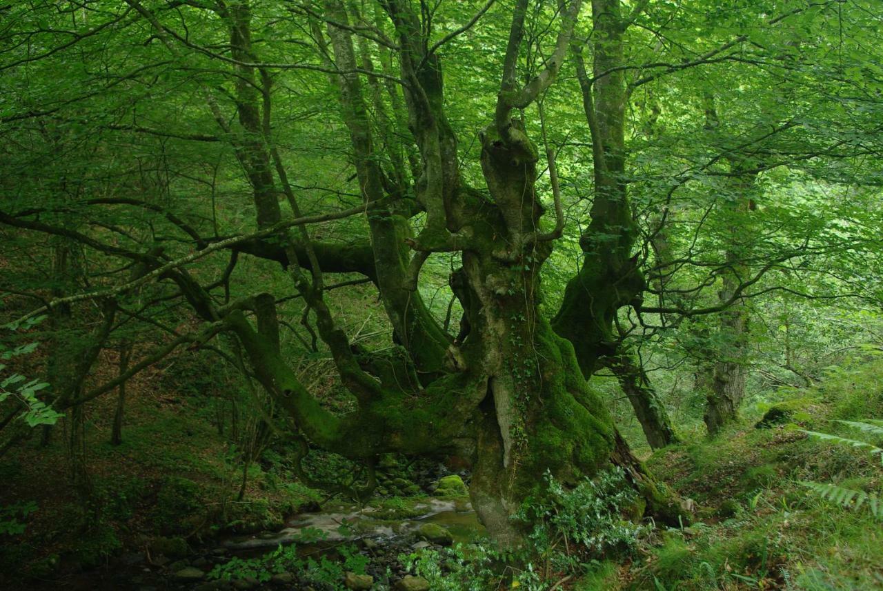 Villasuso de Cieza El Rincon Del Besayaゲストハウス エクステリア 写真